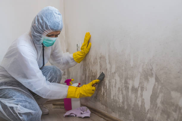 Best Mold Damage Repair  in Grand Ronde, OR