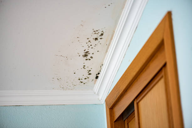 Best Best Mold Removal Companies  in Grand Ronde, OR