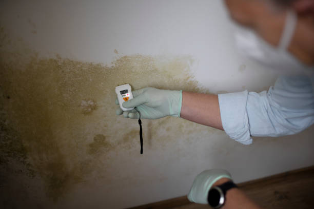 Best Local Mold Removal Service  in Grand Ronde, OR