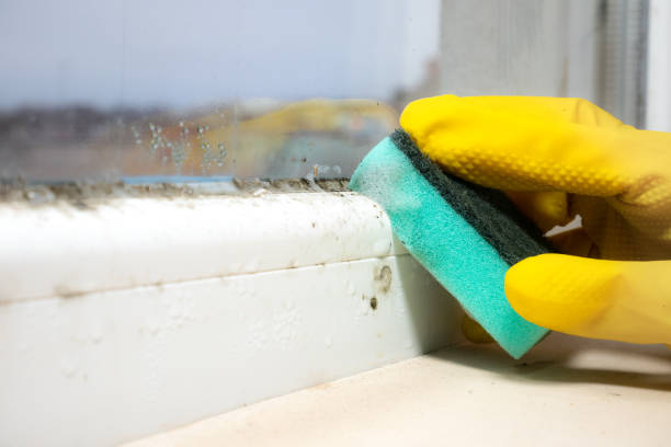 Best Fast Mold Removal  in Grand Ronde, OR