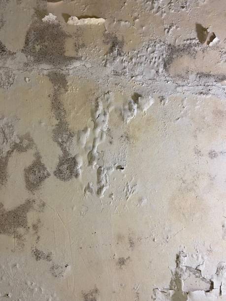 Best Residential Mold Removal  in Grand Ronde, OR