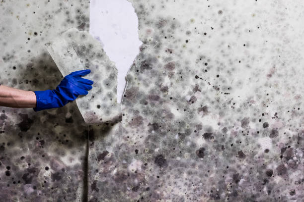 Best Mold Removal Company Near Me  in Grand Ronde, OR