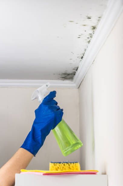 Office Mold Removal Services in Grand Ronde, OR